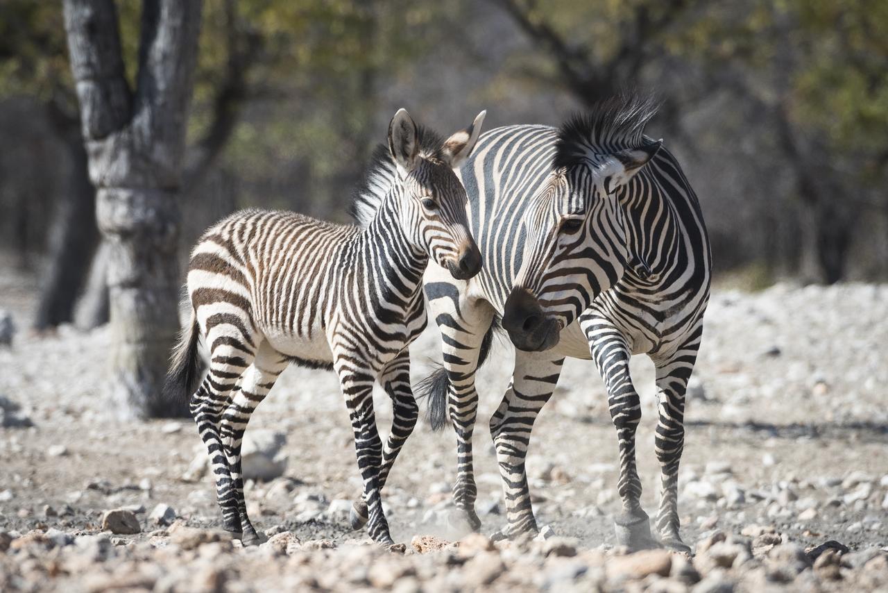 Ongava Lodge Okaukuejo Bagian luar foto