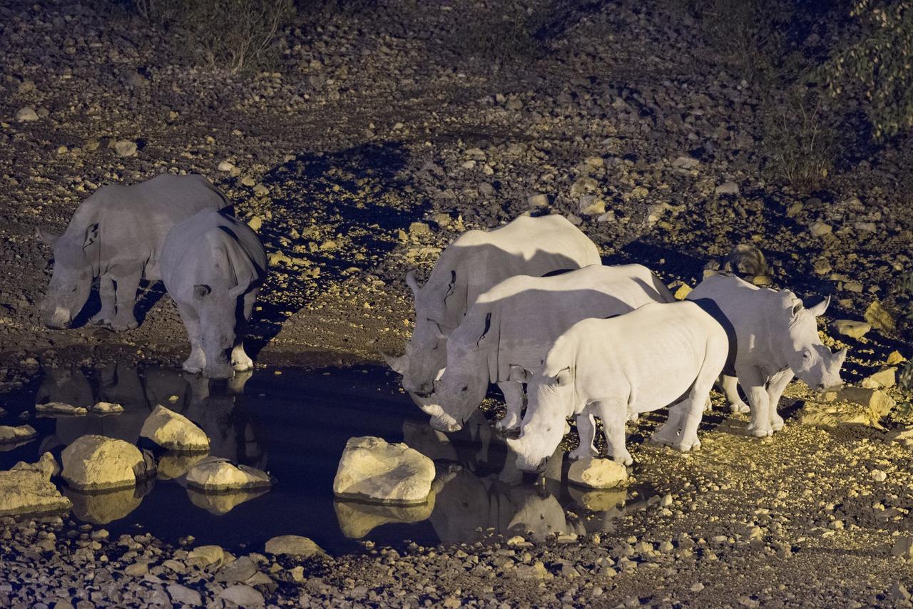 Ongava Lodge Okaukuejo Bagian luar foto